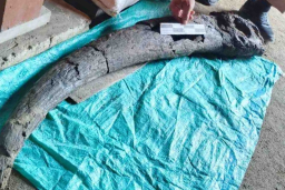 Penampakan fosil tanduk kerbau purba berukuran jumbo diduga berusia ratusan ribu tahun. (Foto: Dok. Dinporabudpar Blora/Memanggil.co)