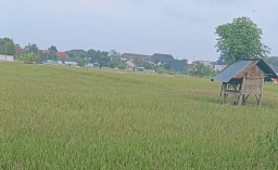Pak Tua, Guru Kesabaran dari Pematang Sawah
