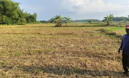 Ilustrasi seseorang yang tengah berada di pematang sawah.