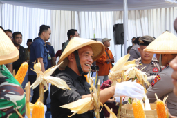 Ketua DPRD Jateng Sumanto Ikut Panen Jagung di Karanganyar. (Red/Hms)