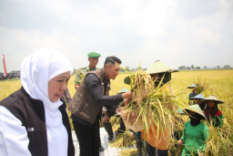 Gubernur Khofifah bersama Bupati Tuban Aditya Halindra ketika panen raya padi.