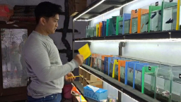 Dari PHK hingga Sukses Besarkan 90 Jenis Cupang: Perjuangan Dedy Prastiono Bangkit dari Titik Nol