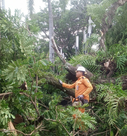 Pohon Trembesi Raksasa Tumbang di Taman Seribu Lampu Cepu Blora