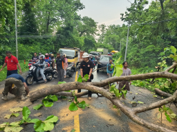 Akibat Pohon Jati Tumbang, Jalur Nasional Cepu–Blora Putus Hingga Macet 1 Kilometer