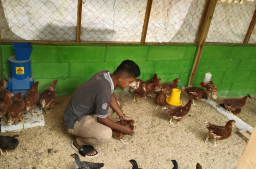 Pemuda Desa Nglobo Blora Fokus Beternak Ayam: Dapat Pemasukan Tambahan