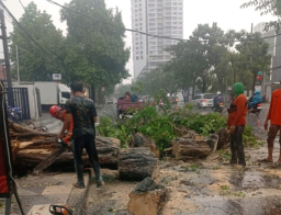 Pohon Tumbang di Jalan, Angin Kencang Hantam Surabaya