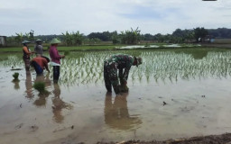 Babinsa Blora di Tengah Sawah Randulawang: Semangat Tumbuh Bersama Bibit Padi