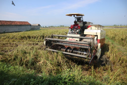 Harga Gabah Naik di Jateng, Petani Untung, tapi Kualitas Beras dan Distribusi Jadi Tantangan