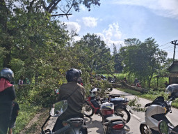 Pohon Tumbang di Pos Ngancar, Arus Lalu Lintas Blora Terhambat