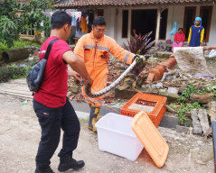 Kasus Ular Masuk Permukiman Tinggi, Damkar Rembang Siaga 24 Jam
