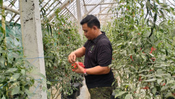 Pertanian Cabai Organik Berbasis Kascing, Terobosan Askara–Bimasakti di Mojokerto