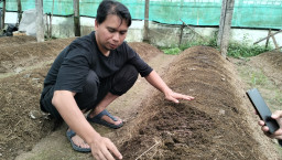 Manfaatkan Cacing ANC, Peternak Mojokerto Ubah Kotoran Sapi Jadi Pupuk Organik Unggulan