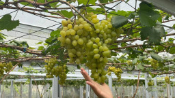Sensasi Petik Anggur Langsung dari Kebun, Destinasi Agrowisata Baru Bojonegoro yang Bikin Betah