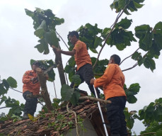 Hujan Disertai Angin Kencang, Pohon Tumbang di Pasar Sidomakmur dan Gedongsari Blora