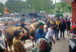 Bawa Sapi ke DPRD Surabaya, Paguyuban Jagal Pegirian Tolak Keras Relokasi ke Oso Wilangun