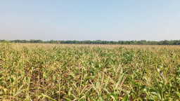 Ini Weton Hari Baik untuk Bercocok Tanam di Awal 2026 Menurut Kalender Jawa