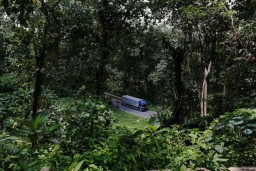 Angker! Kisah Mistis Beringin Putih di Jalur Maut Alas Roban