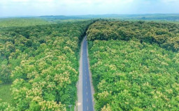 Fakta dan Mitos Alas Todanan Blora, Benarkah Ada Penunggu Gaib?