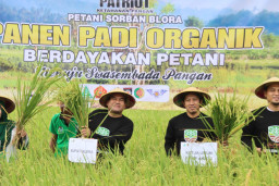Petani Sorban Blora Tanam 3 Ribu Bibit Kelapa & Panen Padi Organik di Purwosari