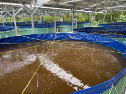 Budidaya Lele Bioflok di Kunden Diresmikan, Blora Terima Bantuan Terbanyak se-Eks Karesidenan Pati