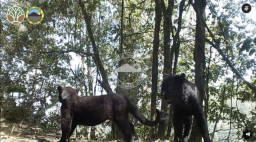 Jarang Terlihat, Macan Tutul Jawa Masih Menghuni Alam Liar Bromo