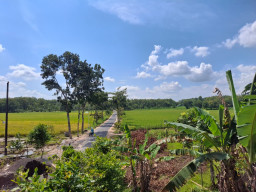 Pertanian Modern Jadi Tulang Punggung Ekonomi Desa Plosorejo