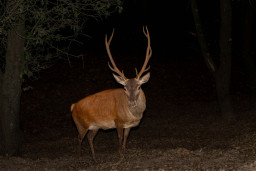 Satwa Liar Tersesat di Kota? Rusa Tiba-Tiba Berkeliaran di Jalan Gunungsari Surabaya