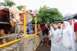 Gubernur Jatim Pastikan Kesiapan Hewan Kurban Pada Idul Adha 1447 H