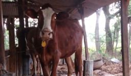 Pola Pencurian Terorganisir, 8 Sapi Raib dan Warga Tuban Was-was