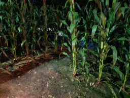 Problema Pupuk Subsidi dan Nasib Petani Hutan di Blora