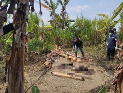 Geger! Lansia Hilang Empat Hari Ditemukan Tak Bernyawa di Sawah Grobogan
