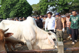Jelang Idul Adha, Transaksi Sapi di Pasar Blora Tembus Belasan Miliar