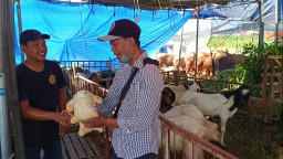 Unik, Beli Kambing Kurban Berhadiah Bonek Domba Lucu