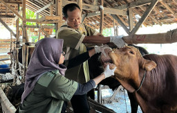Jelang Idul Adha 2026, Pemkab Tuban Pastikan Hewan Kurban Sehat dan Aman Dikonsumsi