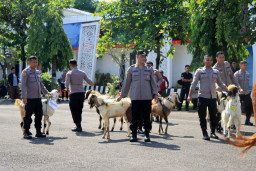Polres Tuban Siapkan 11 Sapi dan 31 Kambing Kurban, Wujud Kepedulian di Momentum Idul Adha 2026