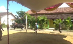 Sapi Kurban Bantuan Presiden Prabowo Ngamuk di Blora, Empat Warga Terseret