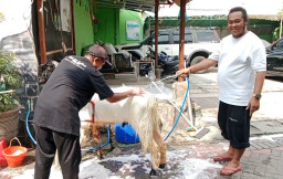 Jasa Salon Kecantikan Kambing Kurban Laris Jelang Idul Adha