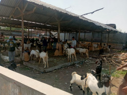 Pedagang Sambut Rencana Perbaikan Pasar Kambing Jepon Blora, Relokasi Dinilai Sulit Dilakukan
