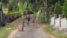 Kesal Jalan Tak Kunjung Diperbaiki, Warga Pacet Tanam Pohon Pisang di Tengah Jalan Rusak