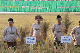 PCNU Blora Bangun Ekosistem Pertanian Organik, 139 Petani Binaan Hasilkan 120 Ton Gabah