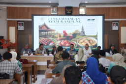 Gus Arief Gandeng Guru Besar UGM, Ayam Kampung Disiapkan Jadi Mesin Ekonomi Baru Warga Blora