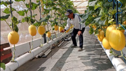 Dari Lahan Pembuangan Sampah Jadi Kebun Melon, Warga Surabaya Panen 500 Buah Premium