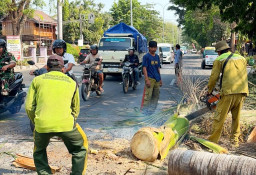 Bahayakan Pengendara, DLH Rembang Tebang Ratusan Pohon Palem di Jalan Protokol