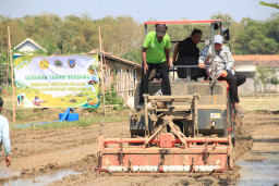 1 Juta Tanaman per Hektare, Rembang Uji Pola Baru untuk Dongkrak Produksi Padi
