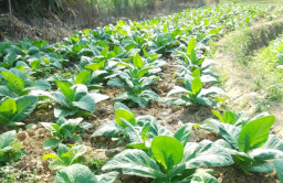 Tembakau Jadi Andalan Pertanian Blora, 3.000 Hektare Digarap 10.600 Petani