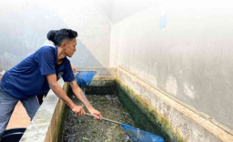 Dari Kolam Pembinaan Jadi Hasil Nyata, Lapas Tuban Panen Lele Bersama Warga Binaan