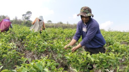 Geliat Pemetik Teh Gambyong Karanganyar Yang Berpacu Dengan Pagi
