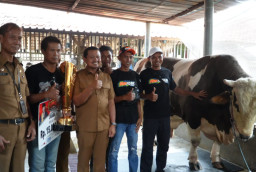 Bobot 1,4 Ton, Robinhood Jadi Sapi Terberat di Kontes Piala Presiden 2026 