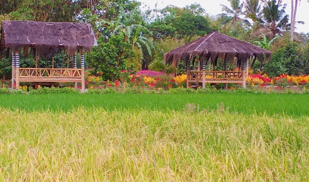 Sawah Kakung Magelang. (Memanggil.co/Ist)