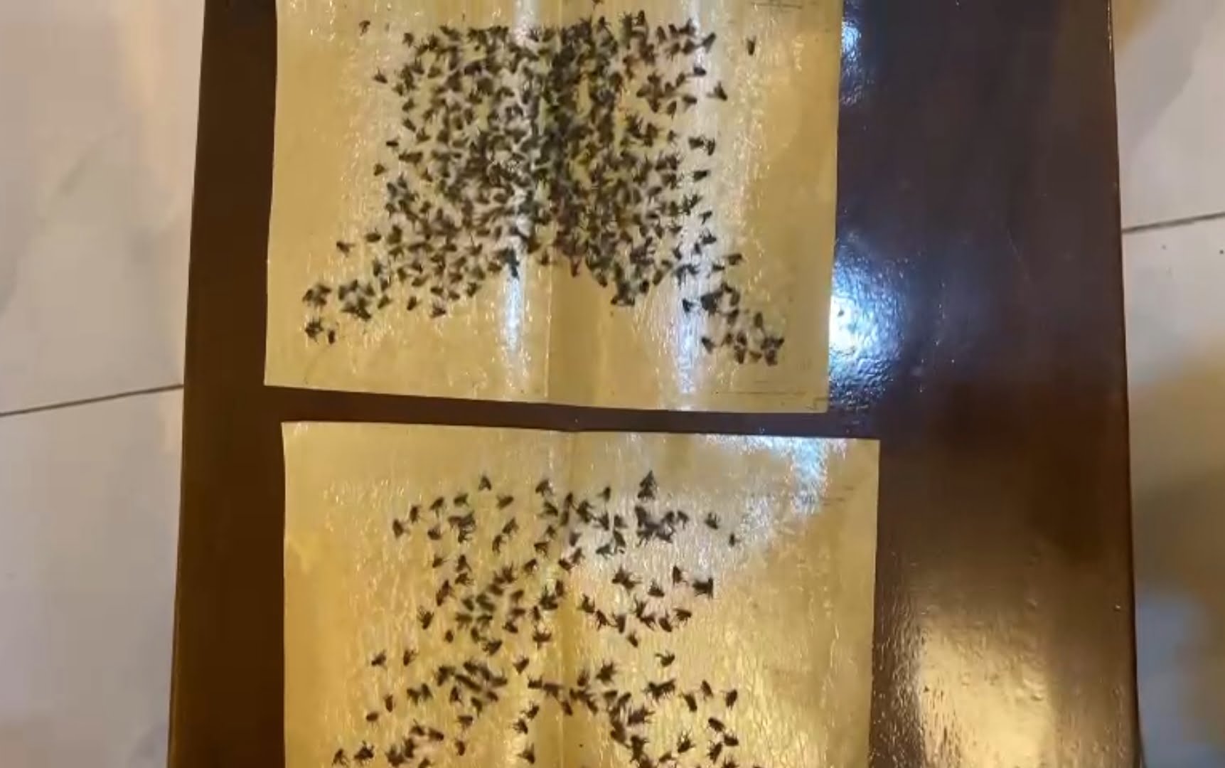 VIDEO Penampakan Lalat-Lalat yang Diperangkap Warga Todanan Blora Pakai Lem